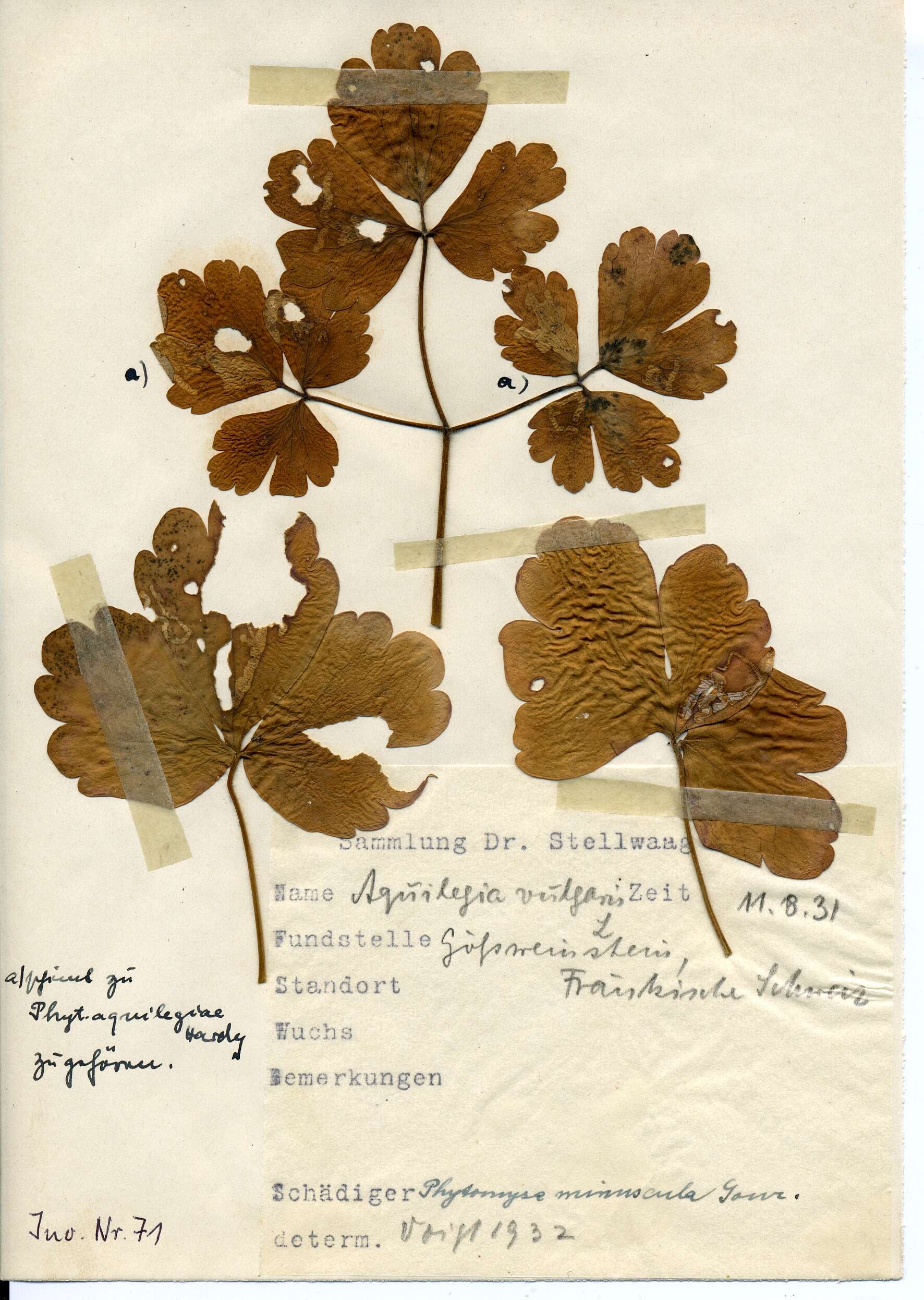 Image of Phytomyza minuscula Goureau 1851