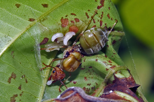 Image of Asian Weaver Ant
