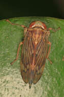 Image of Jikradia olitoria