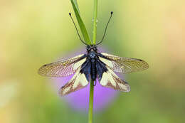 Image of Owly sulphur