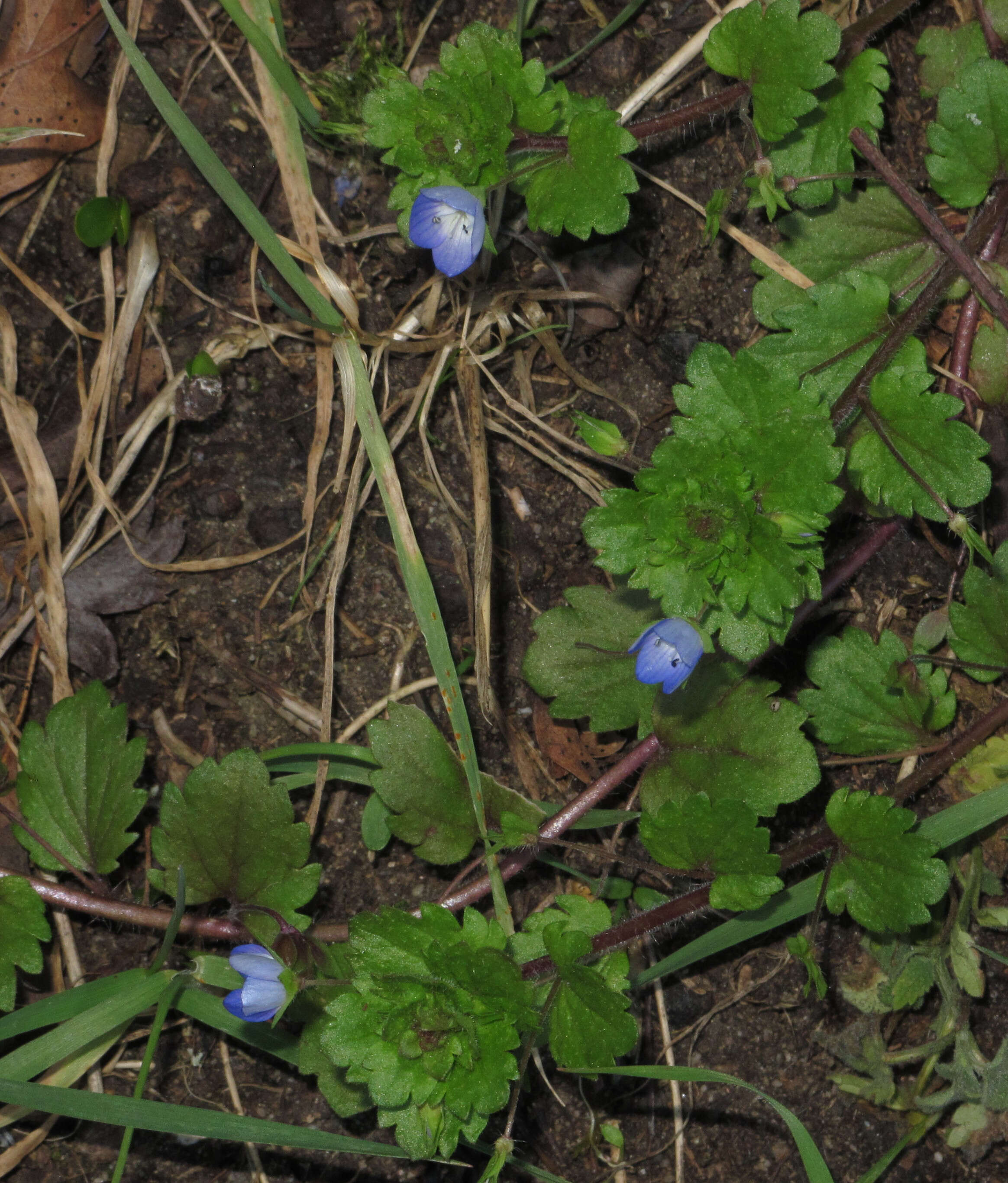 Image of birdeye speedwell