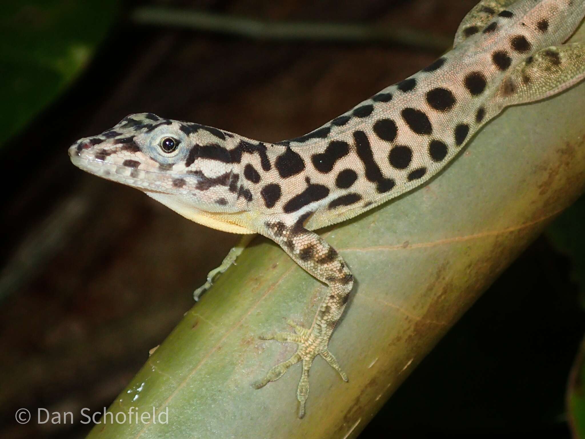 Image of Saban Anole