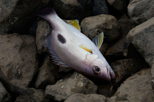 Image of Moses perch