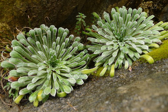 Image of <i>Saxifraga longifolia</i>