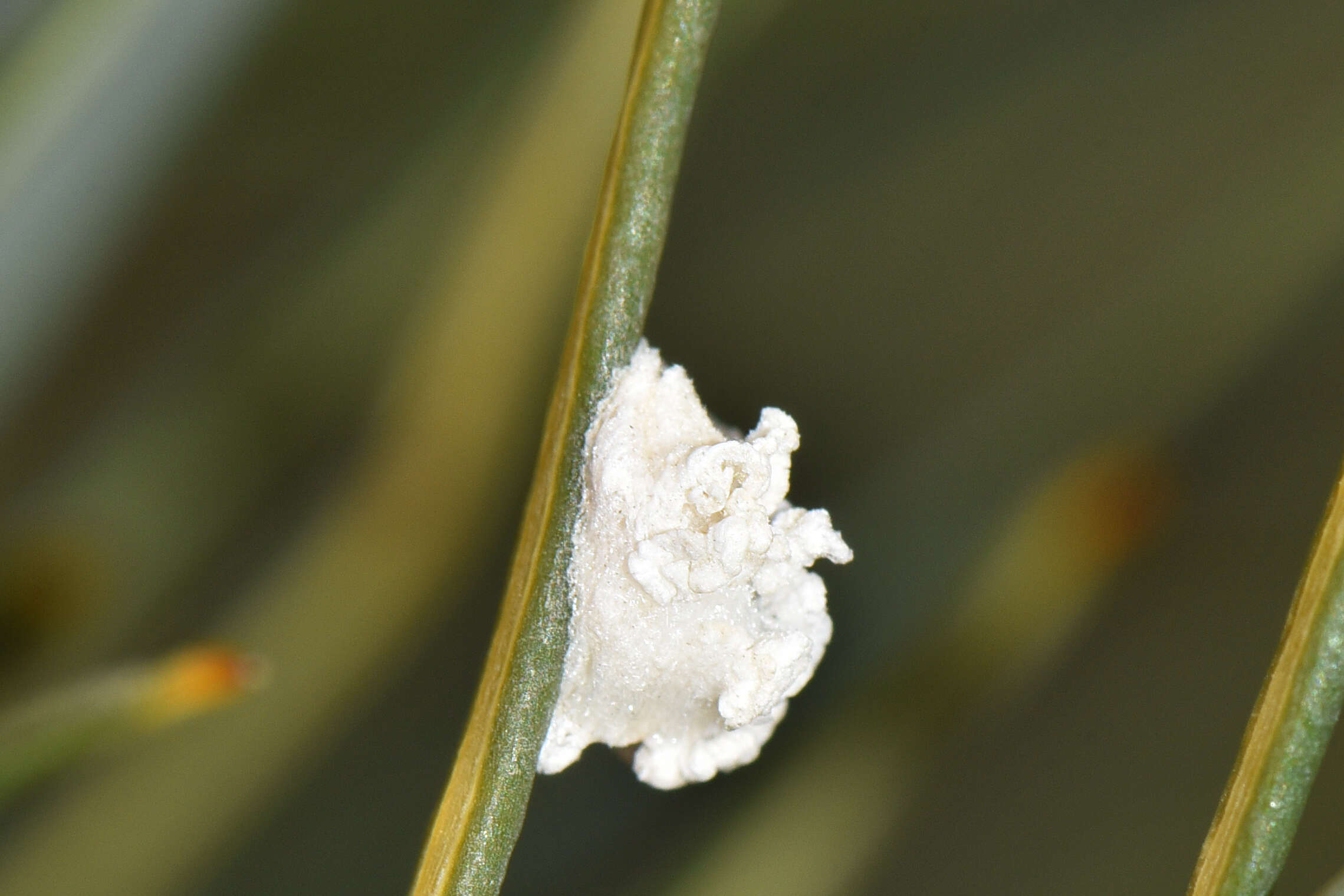 Image of Silky-oak