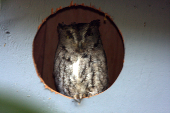 Image of Western Screech Owl