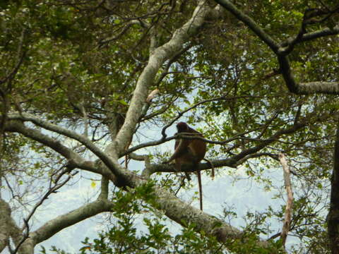 Image of Red Colobus