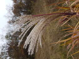 Imagem de Miscanthus sacchariflorus (Maxim.) Benth. & Hook. fil. ex Franch.