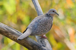 Image of Eastern Spotted Dove