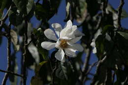 Magnolia doltsopa (Buch.-Ham. ex DC.) Figlar的圖片