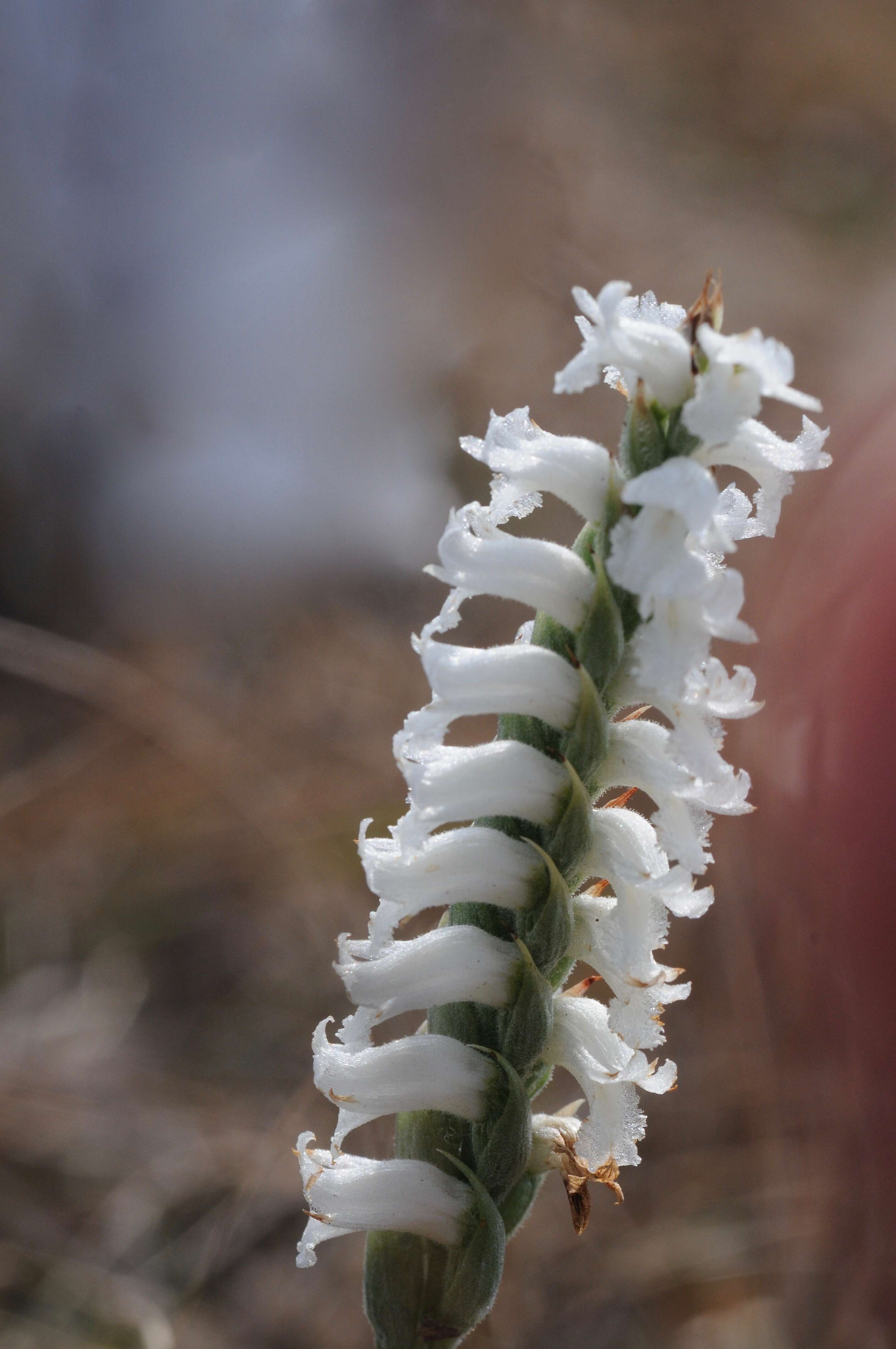 Image of Nodding lady's tresses