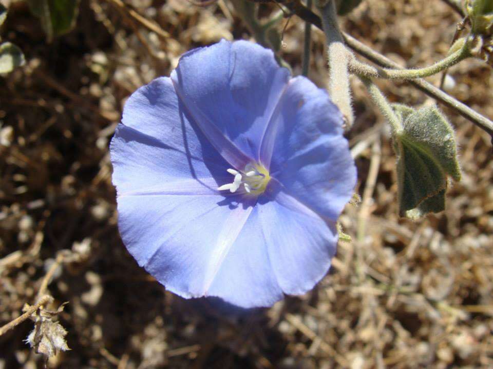 Image of Jacquemontia abutiloides Benth.