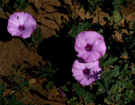 Image of mallow bindweed