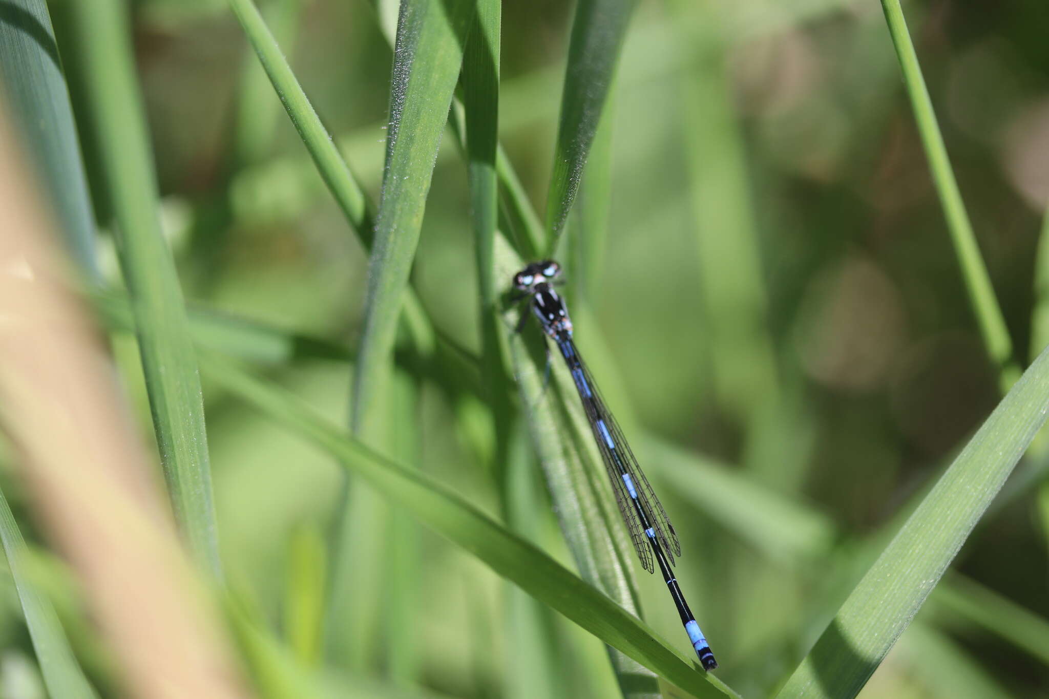 Coenagrion pulchellum (Vander Linden 1825) resmi