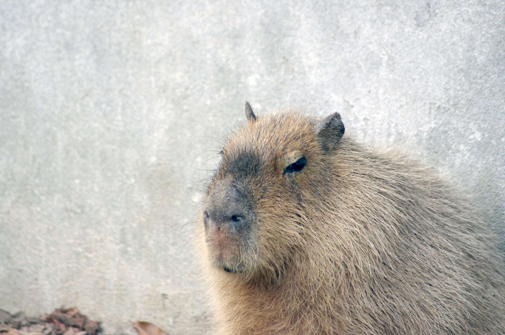 Image of Capybaras