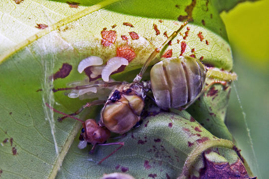 18.https www inaturalist org photos 176083.580x360