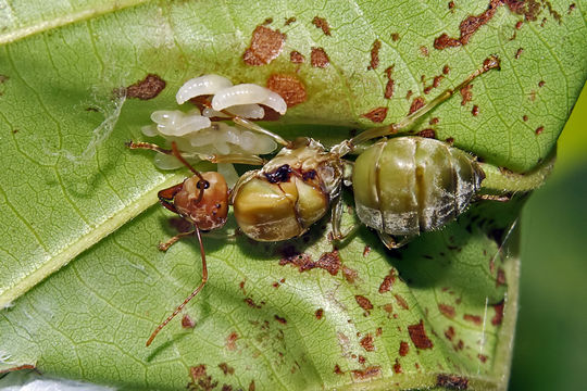 Image of Asian Weaver Ant