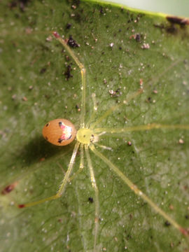 Image of <i>Theridion grallator</i> Simon 1900