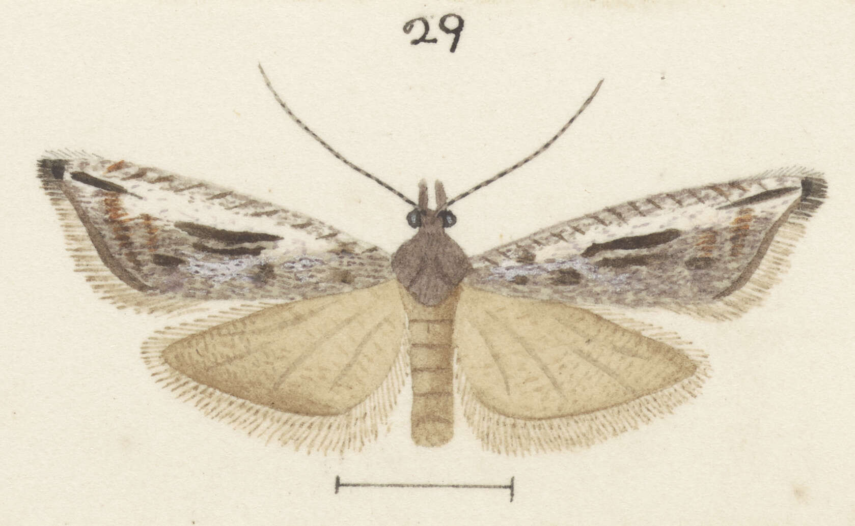 Image of Holocola zopherana