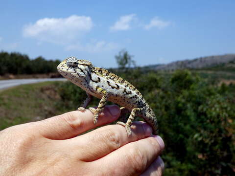 Image of Carpet Chameleon