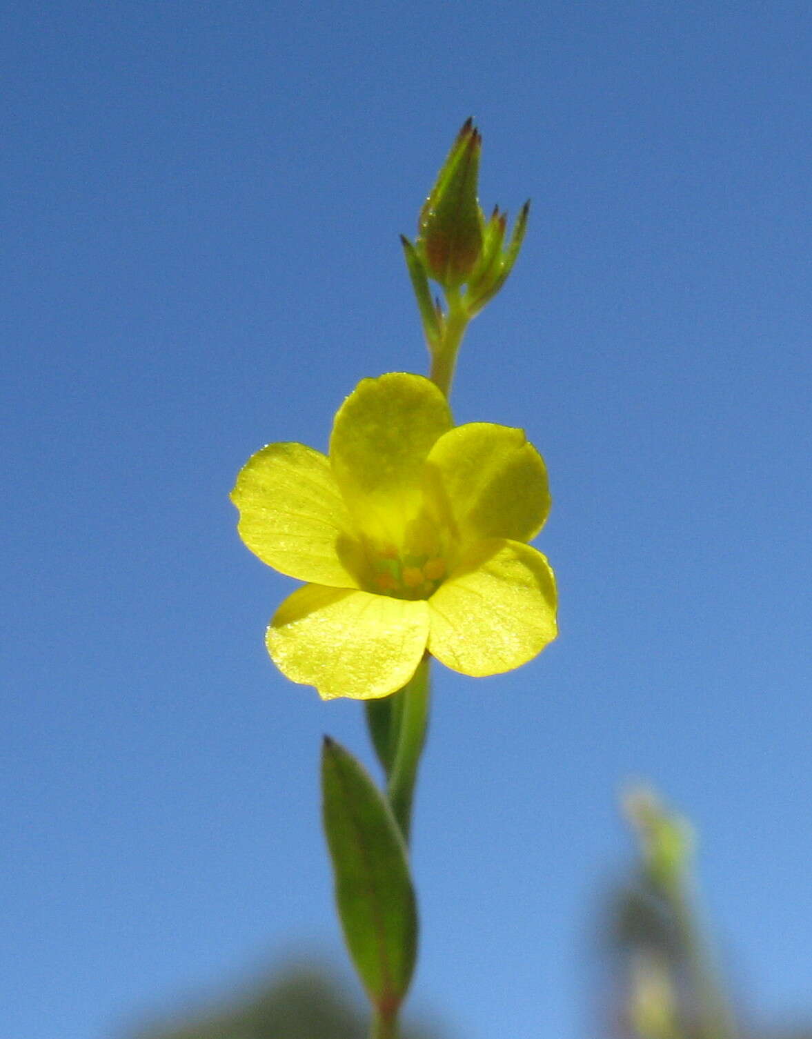 Image of French flax