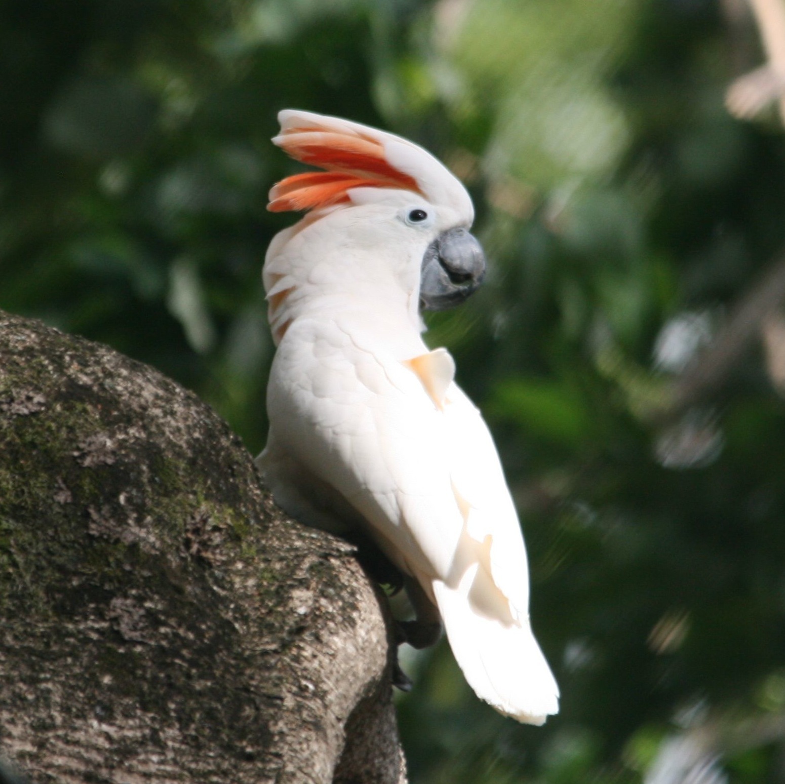 moluccan cockatoos