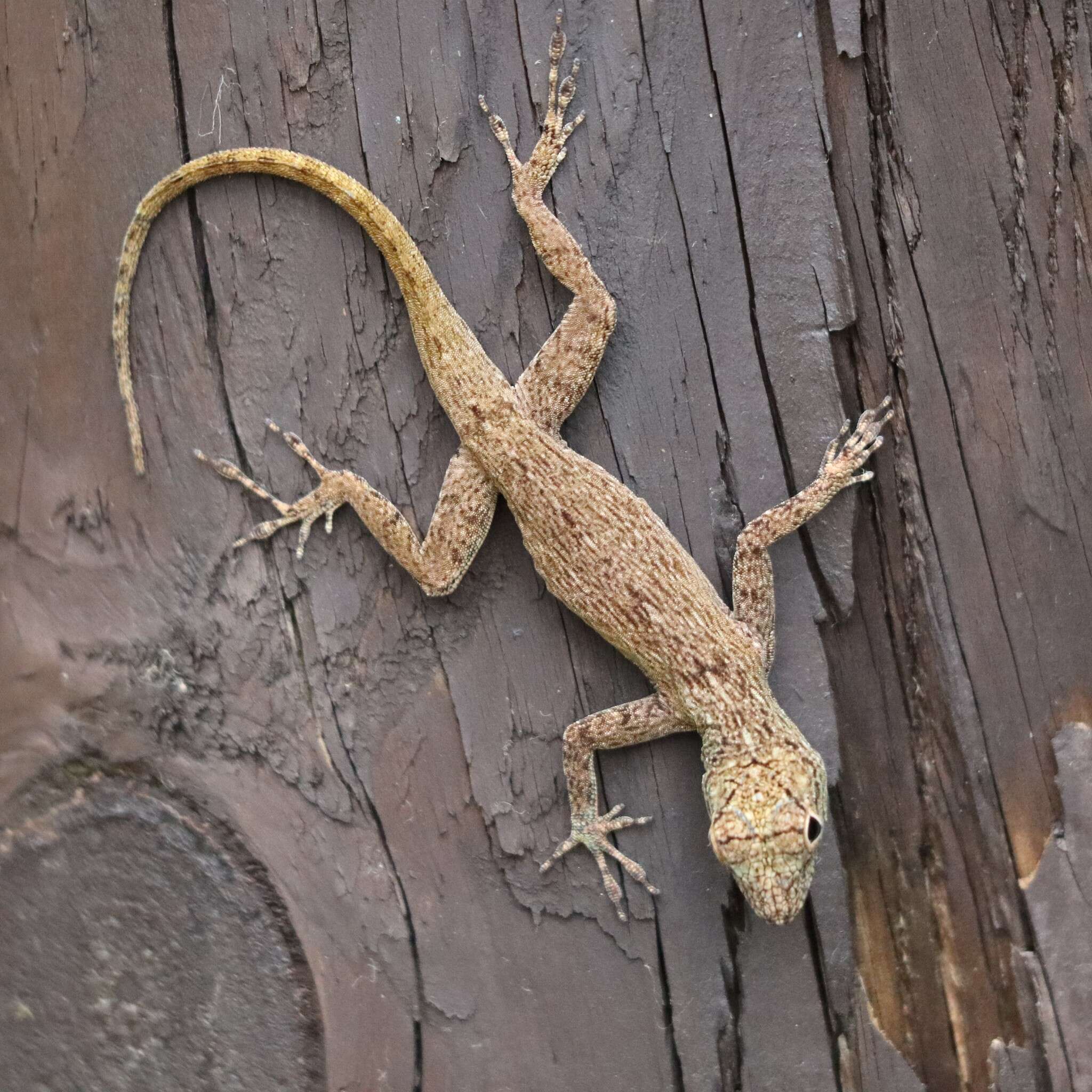 Image of Bark anole