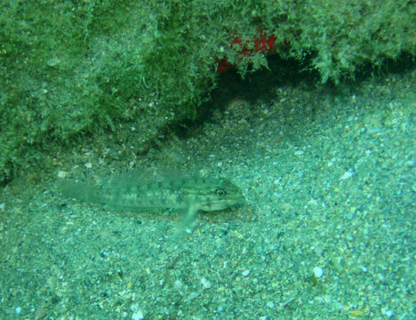 18.https www inaturalist org photos 17648.580x360