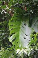 Image of Monstera dubia (Kunth) Engl. & K. Krause