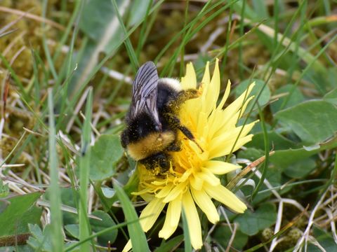 18.https www inaturalist org photos 1765081.580x360