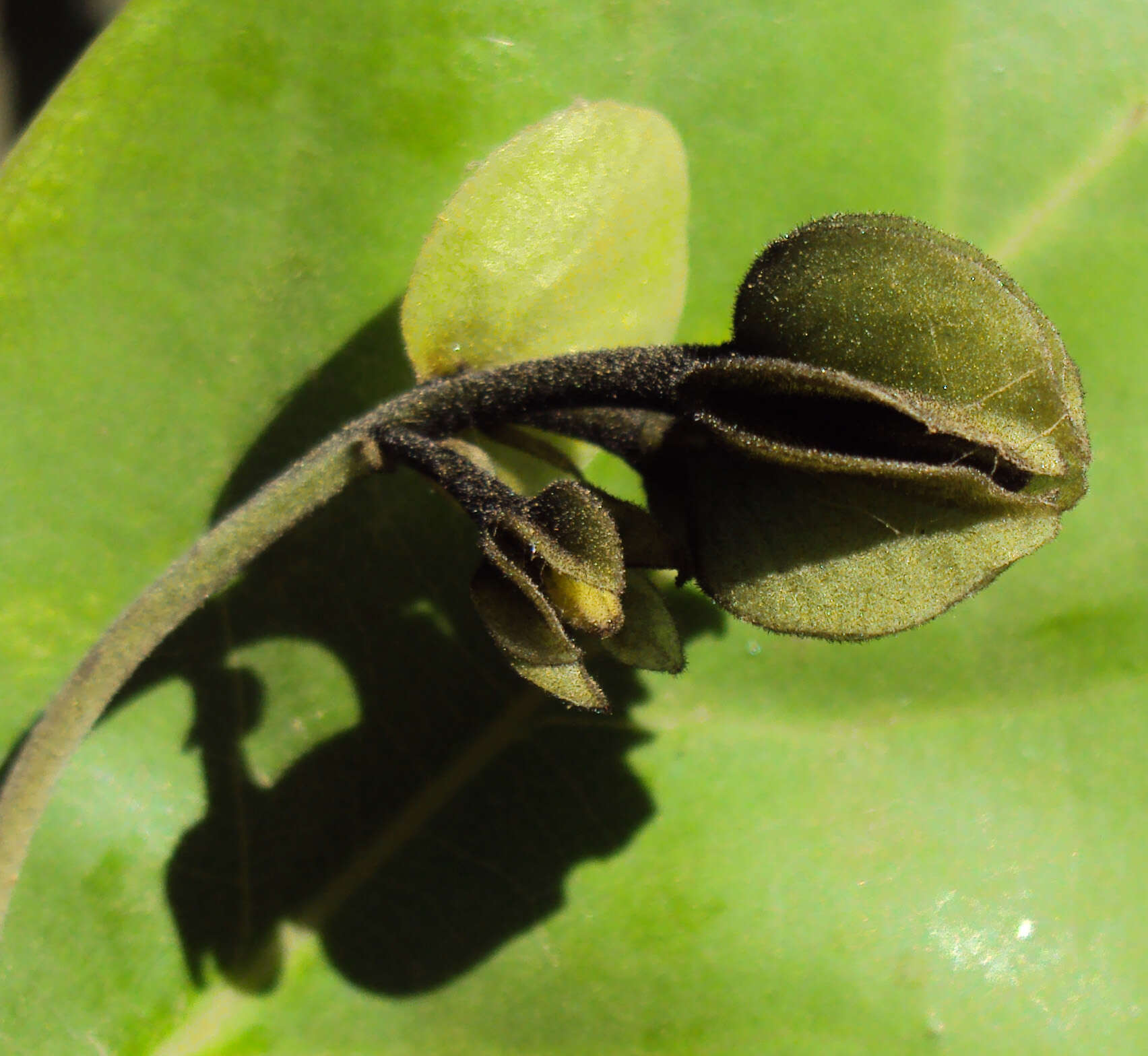 Image de Diospyros paniculata Dalzell