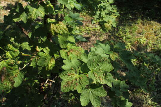 Image of redcurrant aphid