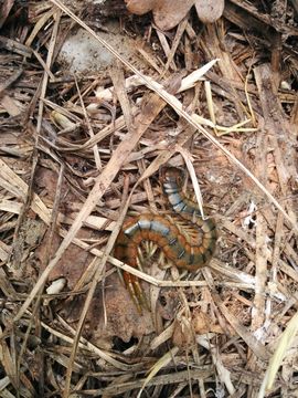 Image of Mediterranean banded centipede