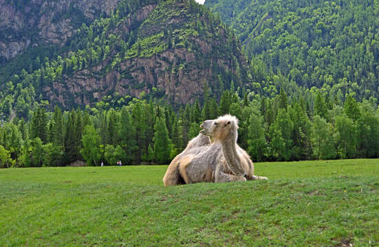 Image of Bactrian camel