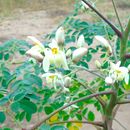 Image of <i>Moringa oleifera</i>