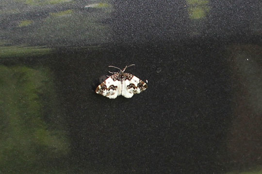 Image of Western White-Ribboned Carpet