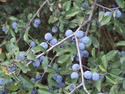 Image of <i>Prunus spinosa</i>