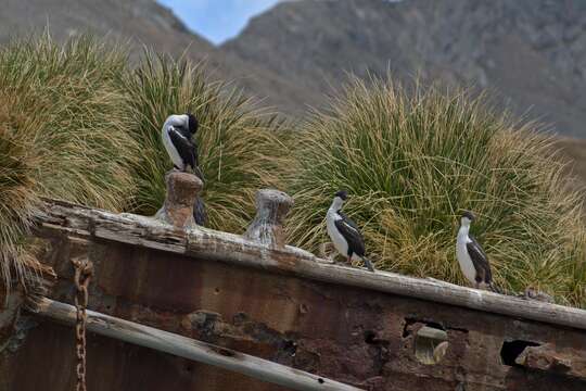 Imagem de Phalacrocorax atriceps georgianus