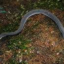 Image de Xenodermus javanicus Reinhardt 1836
