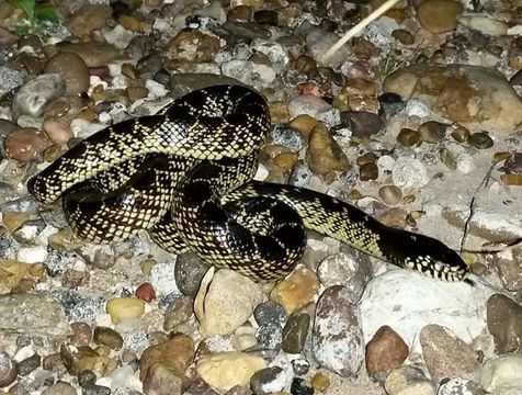 Image of Desert kingsnake