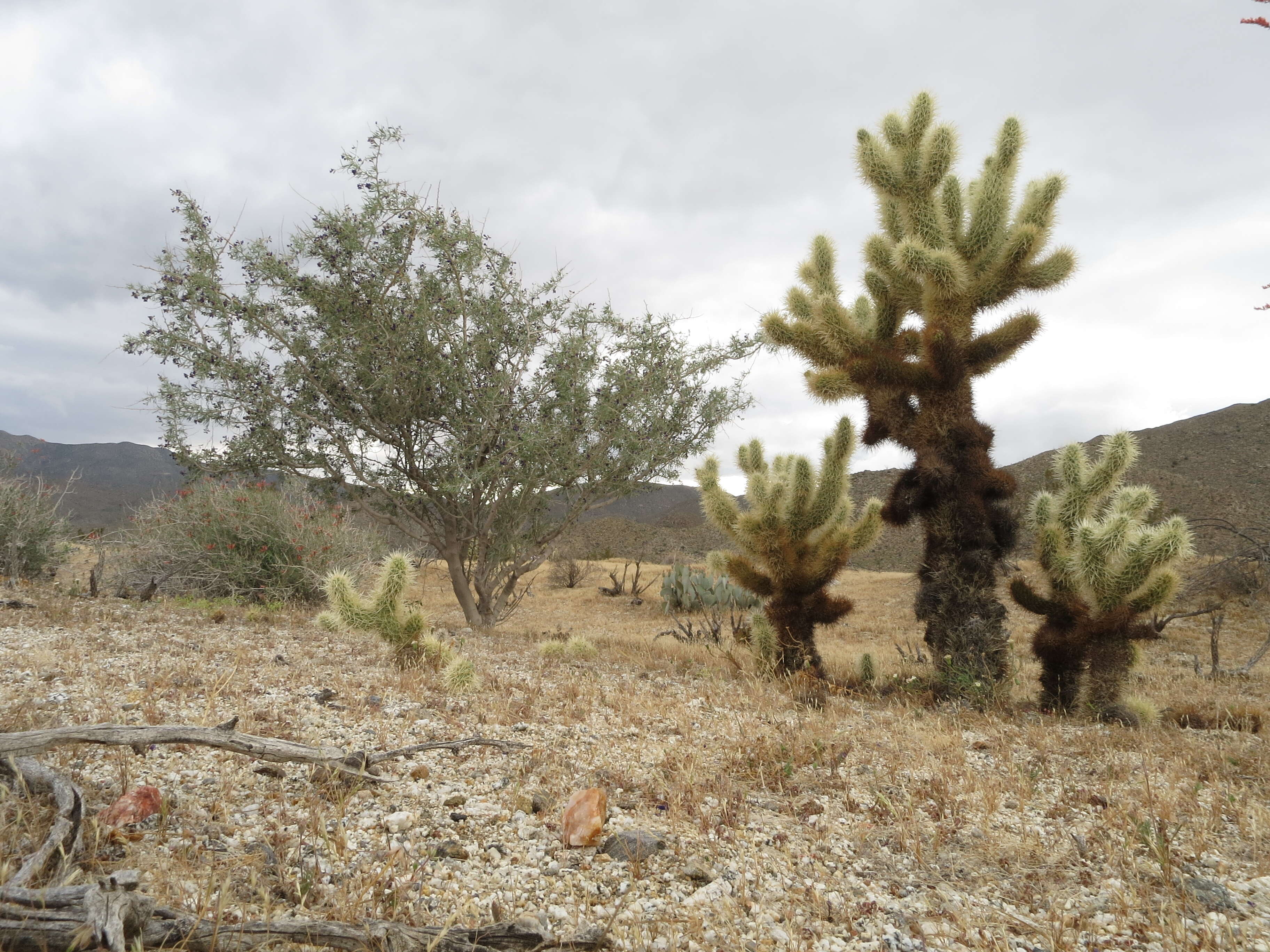 Image de Cylindropuntia bigelovii (Engelm.) F. M. Knuth