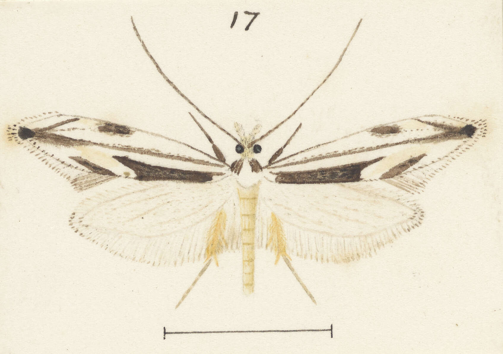 Image of Erechthias chasmatias Meyrick 1880