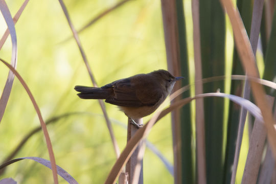 18.https www inaturalist org photos 1769183.580x360