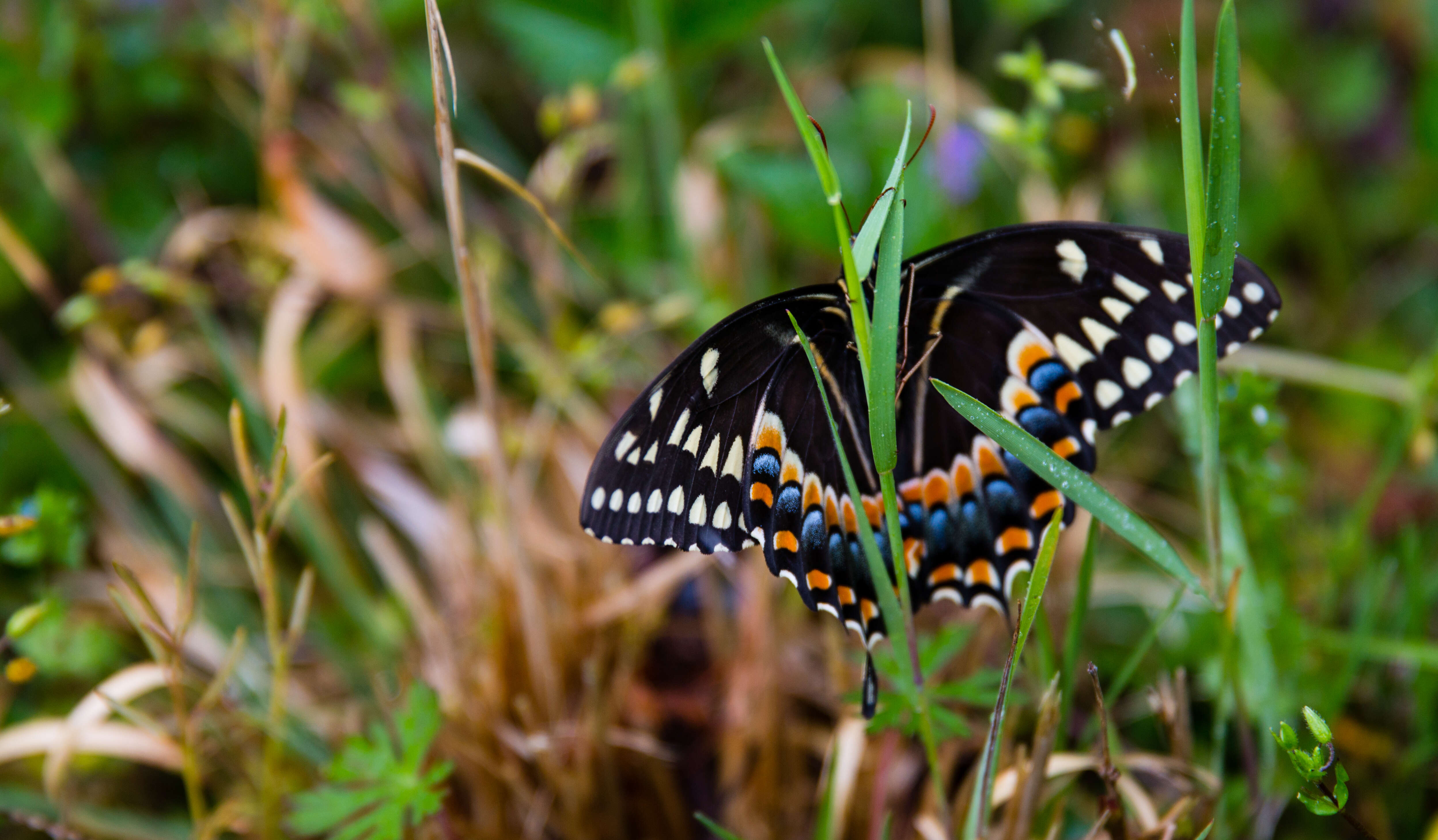 Sivun Papilio palamedes Drury 1773 kuva