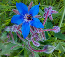 Image of borage