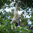 Image of Propithecus verreauxi Grandidier 1867