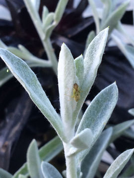 18.https www inaturalist org photos 1770237.580x360