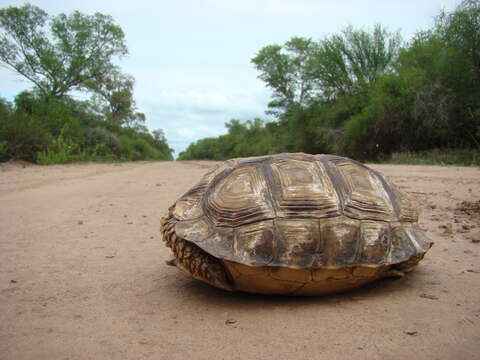 Image of Chilean Tortoise