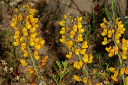 Image of Lebeckia plukenetiana E. Mey.