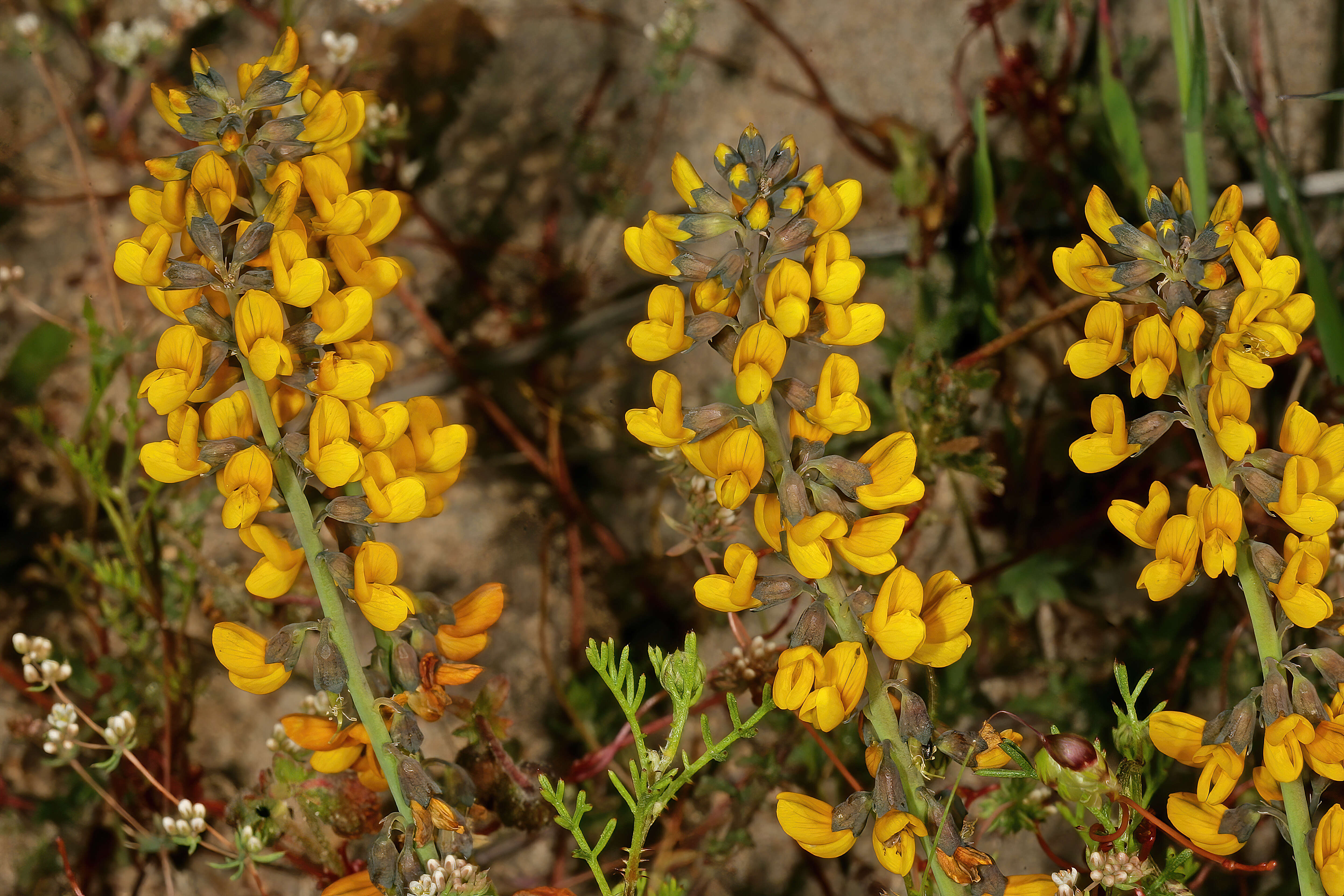 Image of Lebeckia plukenetiana E. Mey.